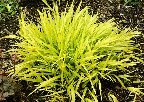 GrassAllGold.jpg