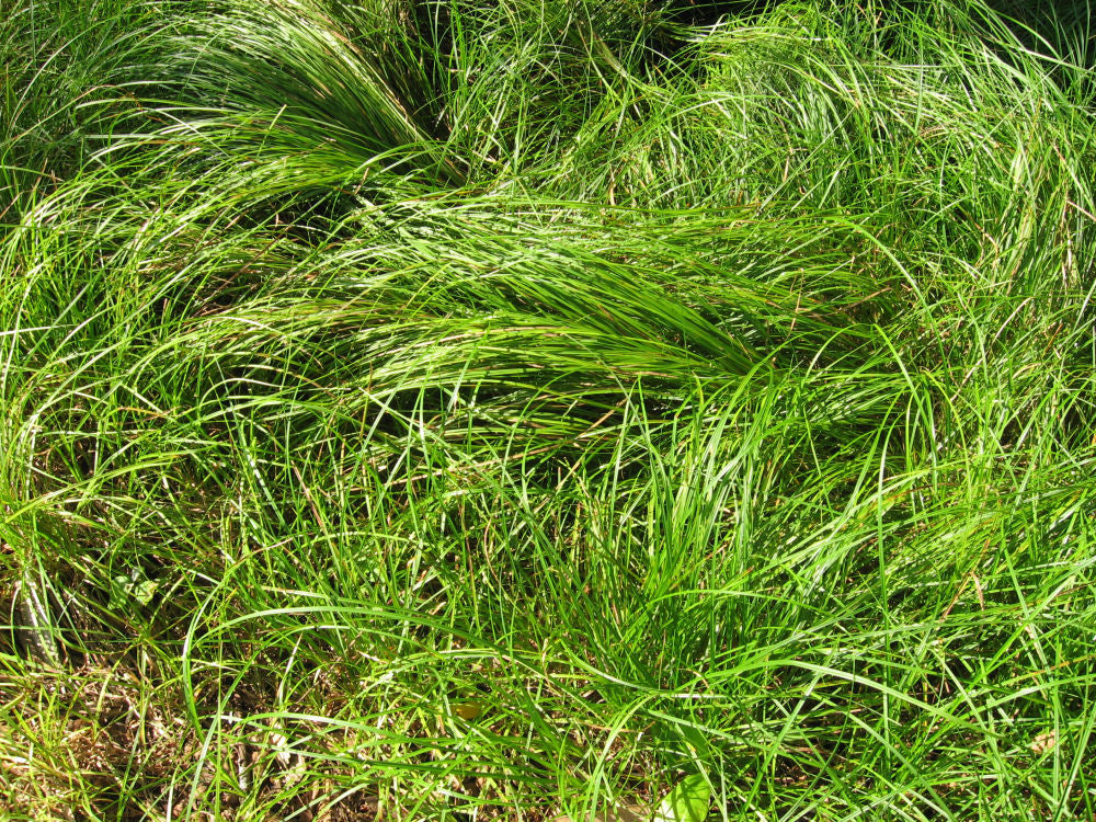 GrassCarexPensylvanica.jpg