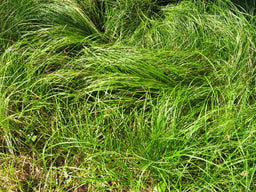 GrassCarexPensylvanica.jpg