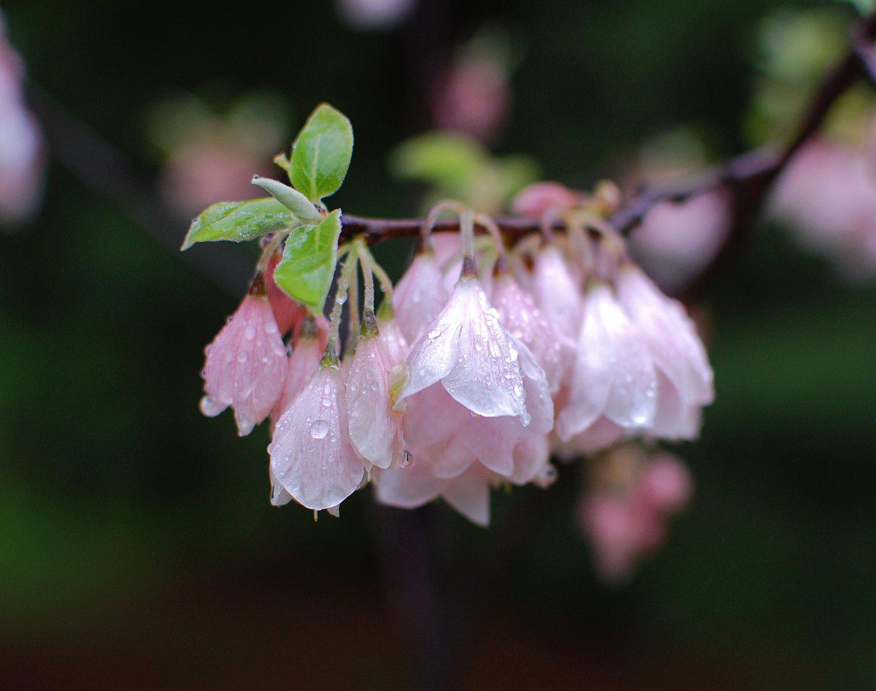 HALESIA_ARNOLD_PINK.jpg