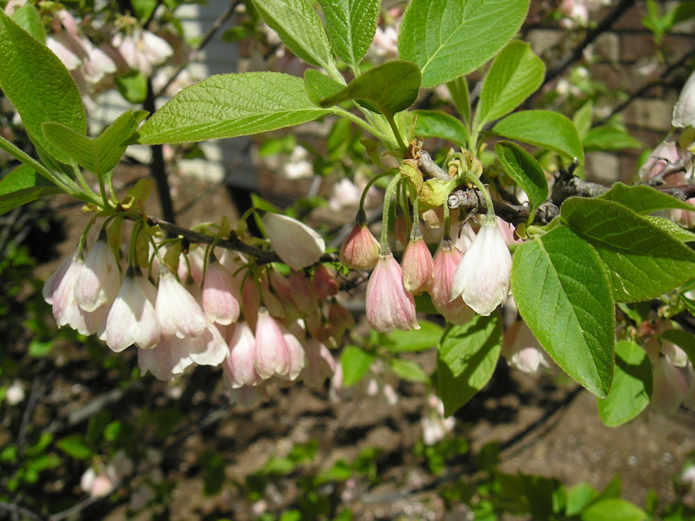 HALESIA EMILY MARIE FLWR.JPG
