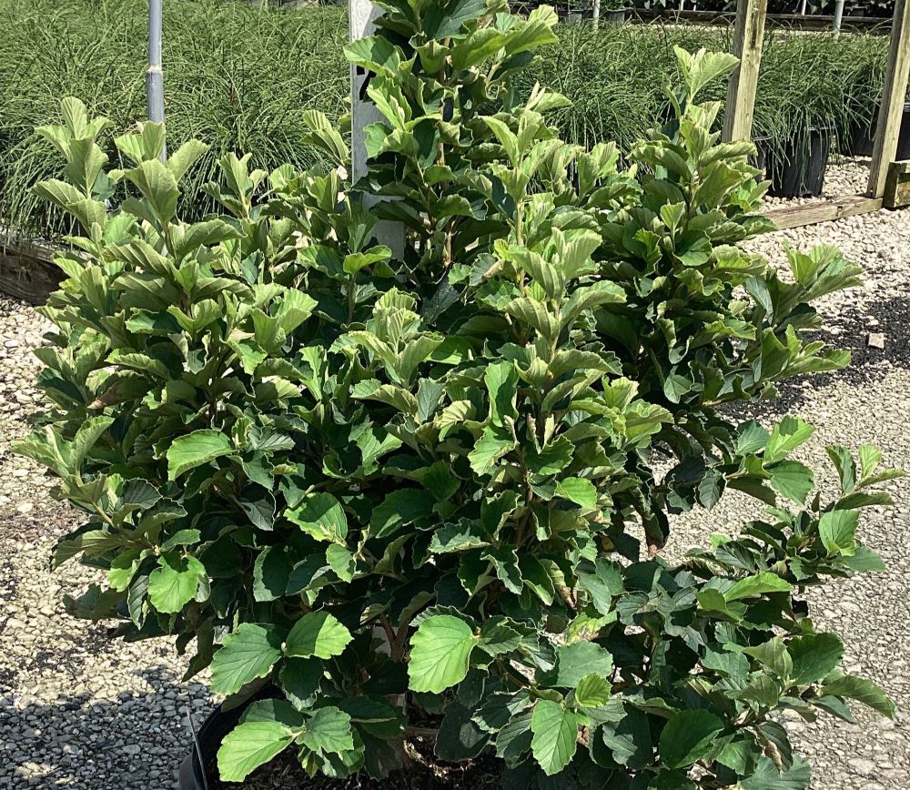 HAMAMELIS_WILLOWAY_DWARF_G5.jpg