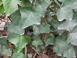 HEDERA H. HIBERNICA.jpg