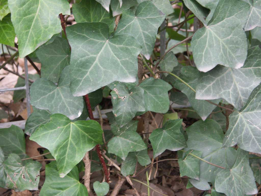 HEDERA H. HIBERNICA.jpg