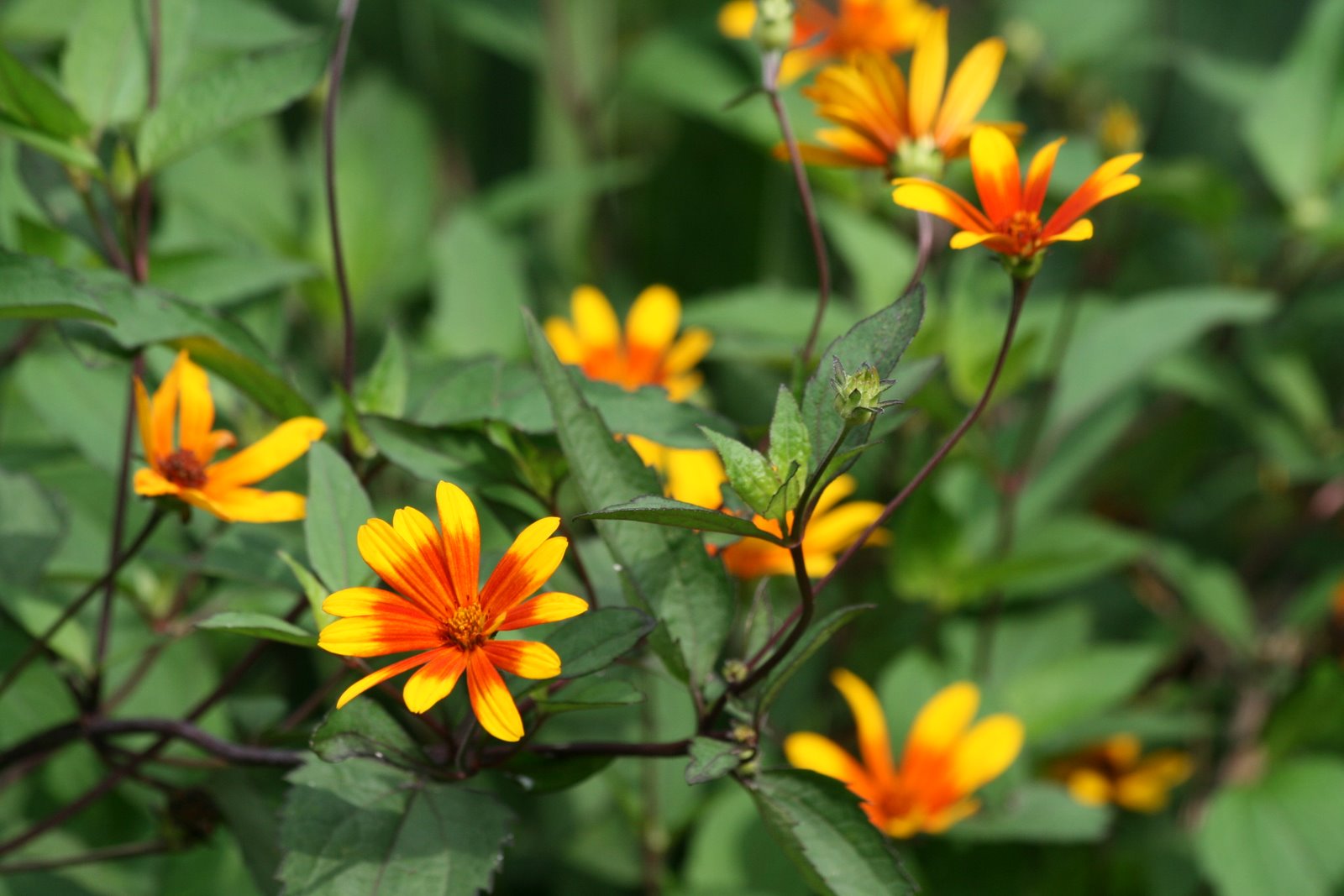HELIOPSIS H. SUMMER NIGHTS.JPG