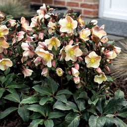 HELLEBORUS HGC CAMELOT.jpg