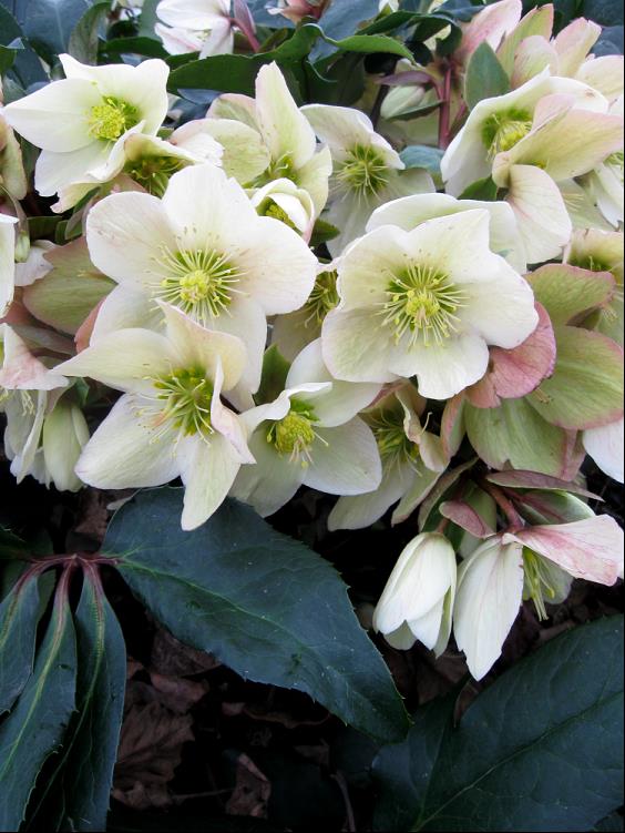 HELLEBORUS HGC CHAMPION.jpg