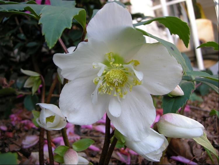 HELLEBORUS JACOB.jpg