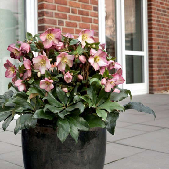 HELLEBORUSiCENROSESROSE.jpg