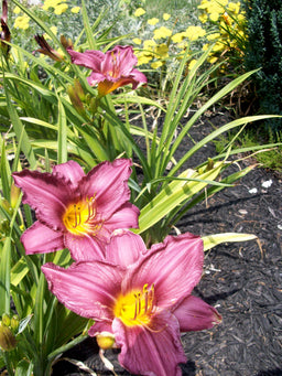 HEMEROCALLIS PURPLE DORO.jpg