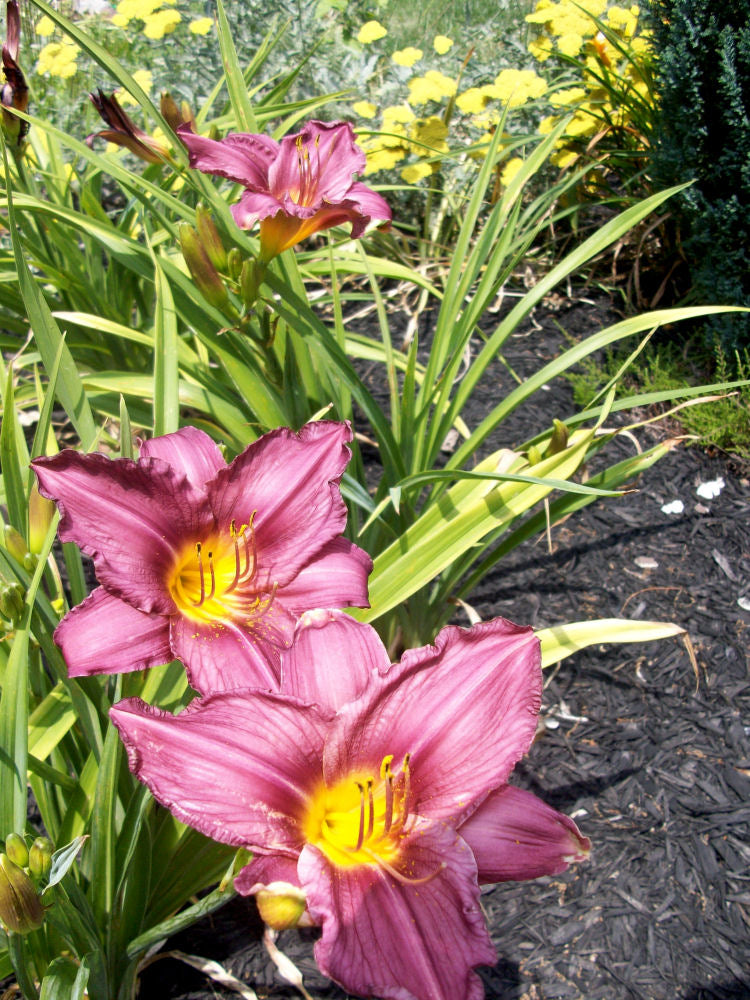 HEMEROCALLIS PURPLE DORO.jpg