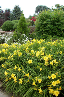 HEMER HAPPY RETURNS LANDSCAPE.jpg