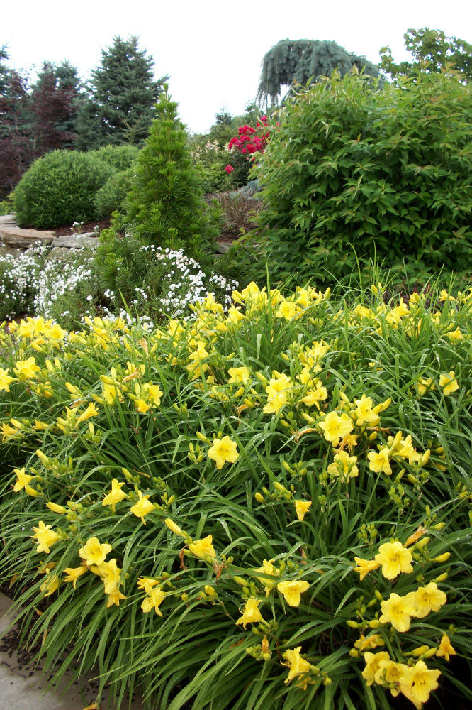 HEMER HAPPY RETURNS LANDSCAPE.jpg