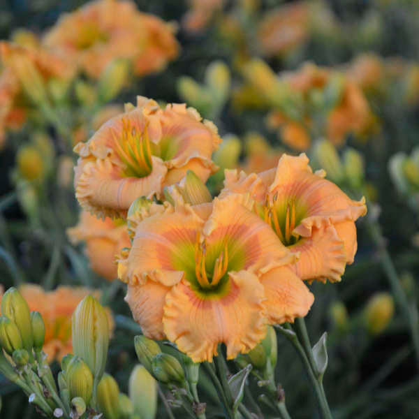 HEM'ORANGESMOOTHIE'.jpg