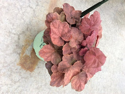 HEUCHERA%20V.%20'LAVA%20LAMP'%20%2019CM%20PTW[1].jpg