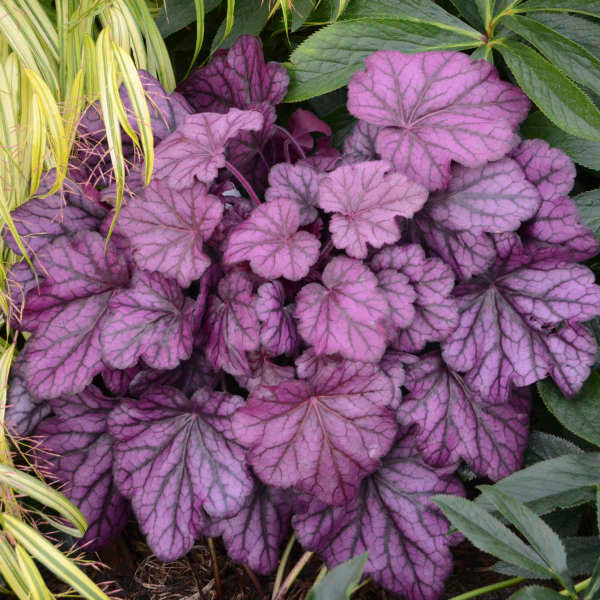HEUCHERA%20'WILD%20ROSE'%20%2019CM%20PW%203-9-17%20[1].jpg