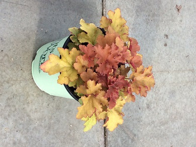 HEUCHERA%20'ZIPPER'%20%2019CM%20PTW[2].jpg