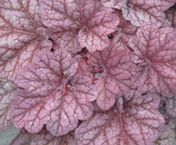 HEUCHERA BERRIE SMOOTHIE FINAL.jpg