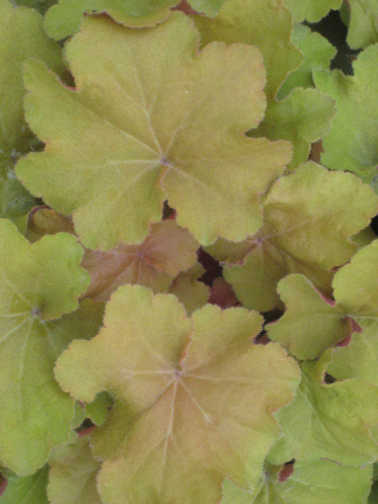HEUCHERA CARMEL.jpg