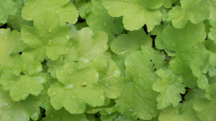 HEUCHERA CITRONELLE.jpg