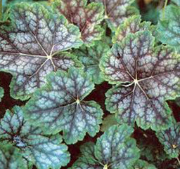 HEUCHERA_Dale_s_Strain.jpg