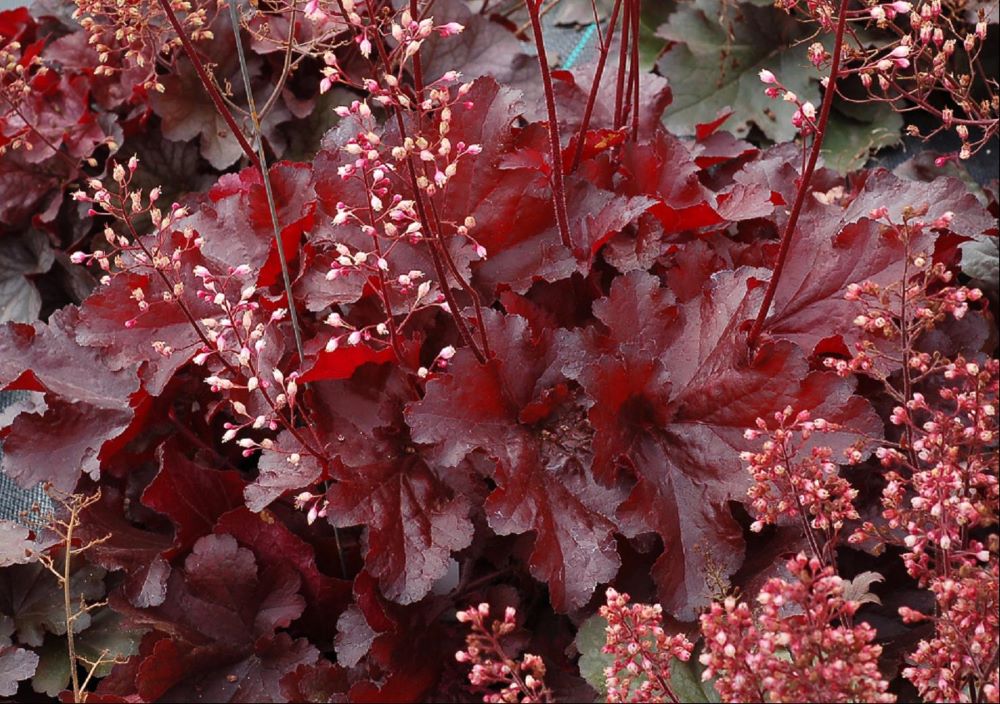 HEUCHERA FOREVER RED.jpg