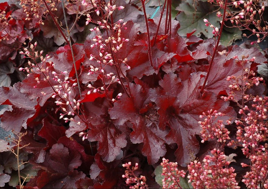 HEUCHERA FOREVER RED.jpg