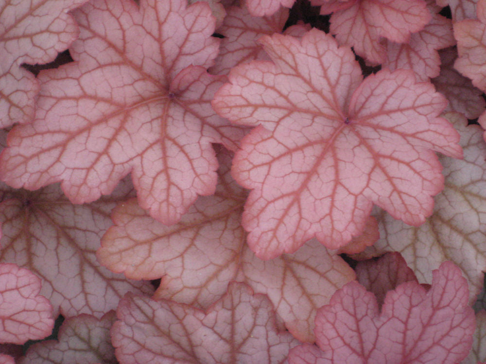 HEUCHERA GEORGIA PEACH.jpg