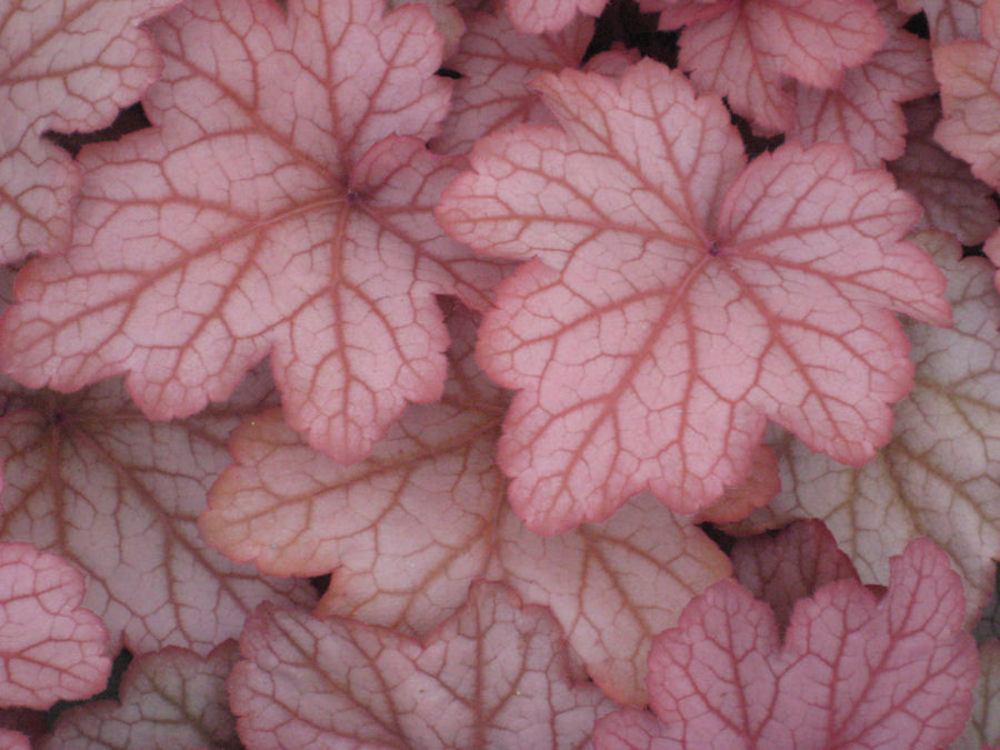 HEUCHERA GEORGIA PEACH.jpg