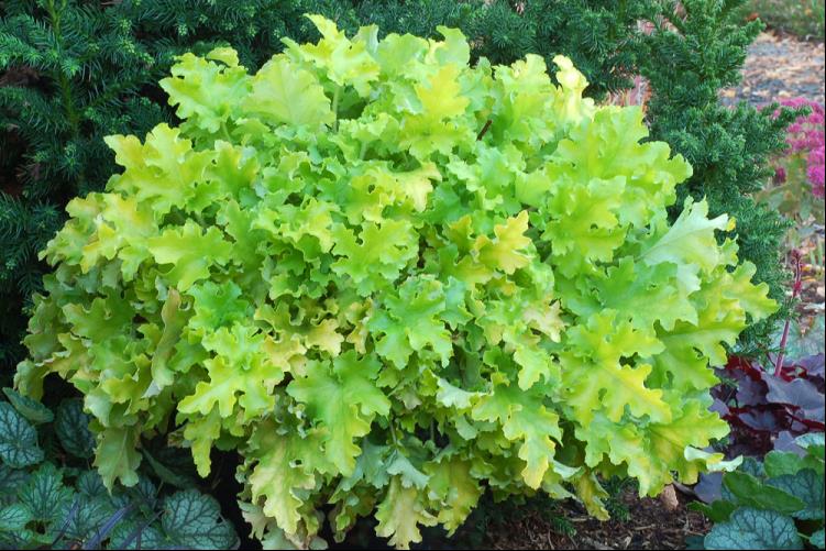 HEUCHERA LIME MARMALADE.jpg