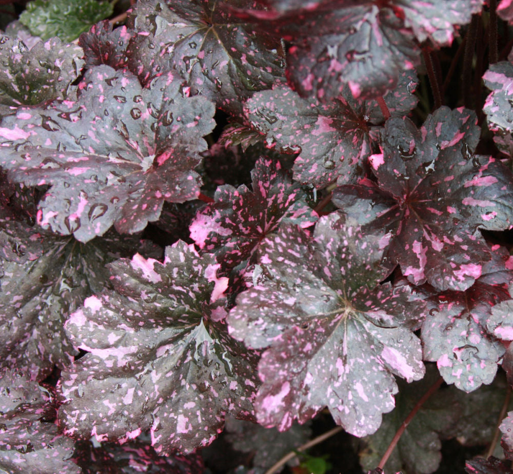 HEUCHERA MIDNIGHT ROSE.jpg