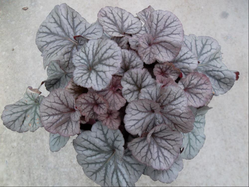 HEUCHERA NORTHERN EXPOSURE SILVER.jpg