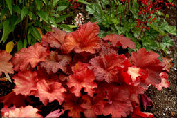 HEUCHERA RIO.jpg