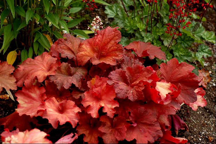 HEUCHERA RIO.jpg
