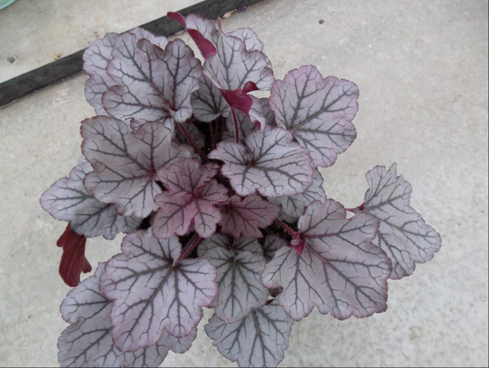 HEUCHERA SPELLBOUND.jpg