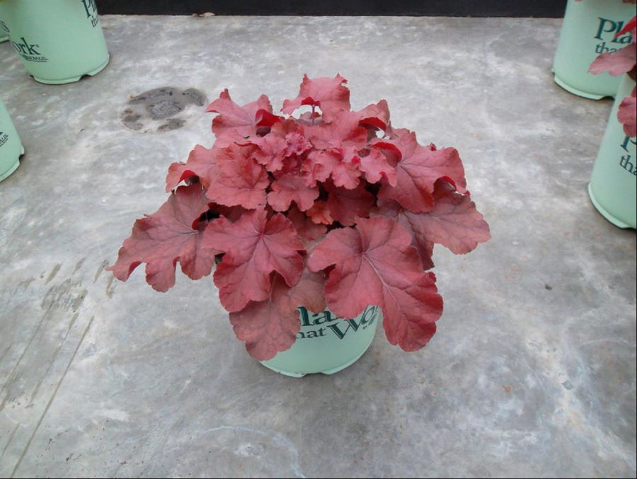 HEUCHERA TNHEUNER.jpg