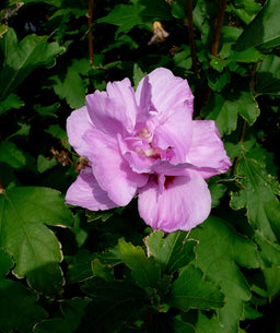 HIBISCUS ARDENS.jpg