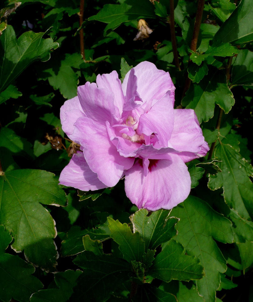 HIBISCUS ARDENS.jpg