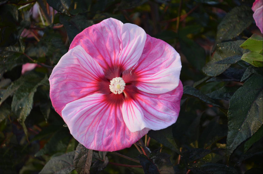 HIBISCUS CHERRY CHOCO LATTE.jpg