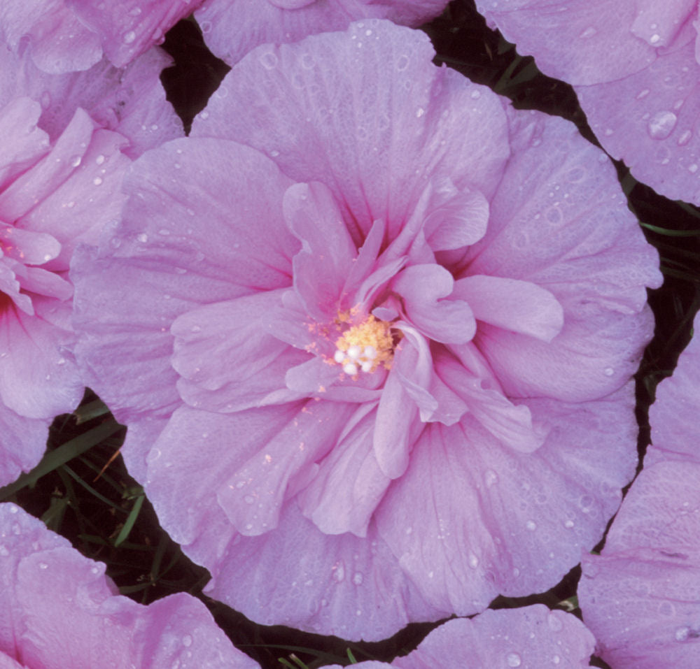 HIBISCUS_LAV_CHIFFON.jpg