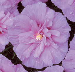 HIBISCUS_LAV_CHIFFON.jpg