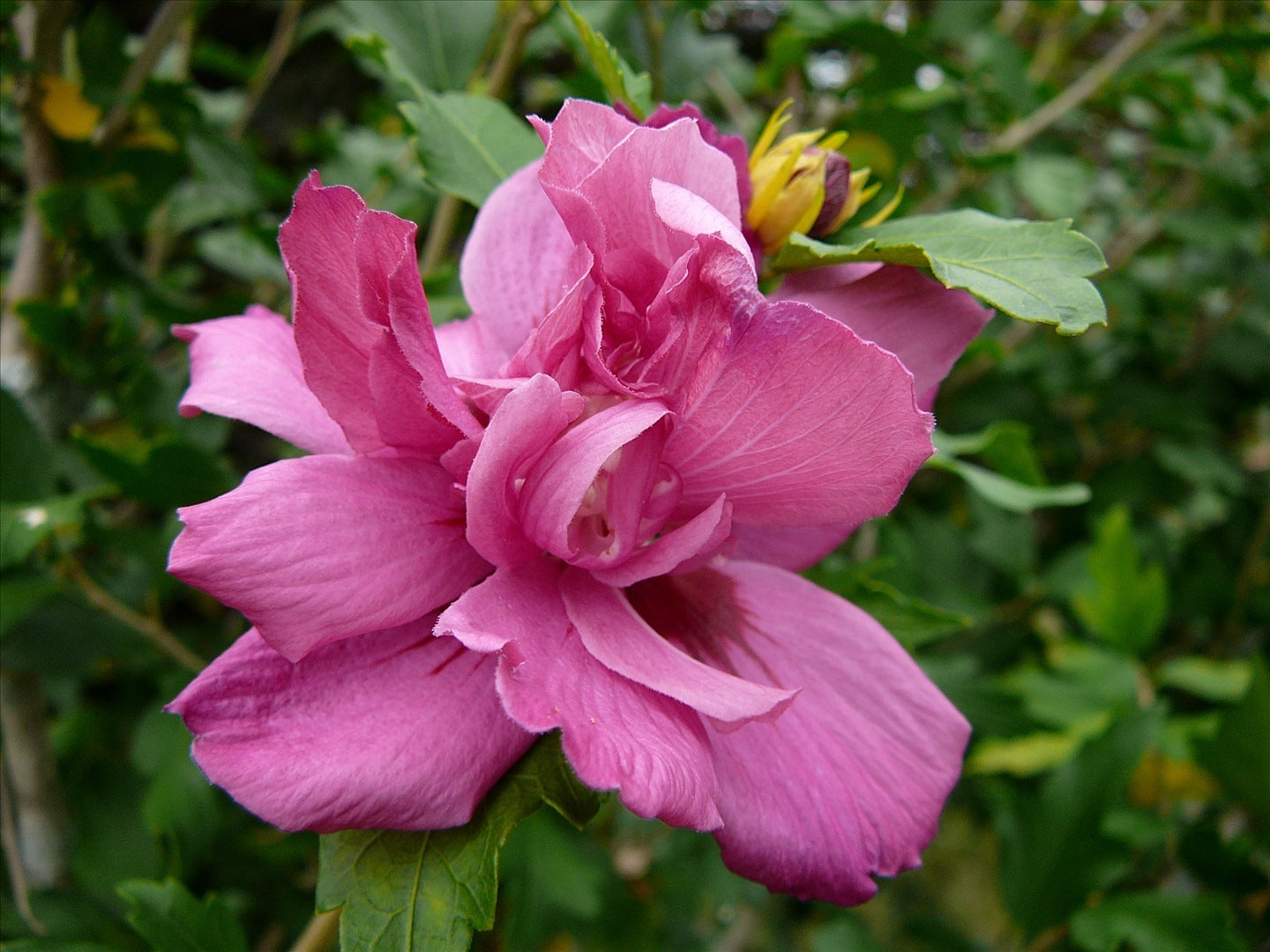 HIBISCUS LUCY.jpg