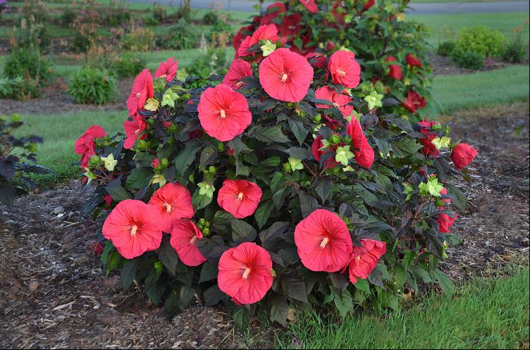 HIBISCUS MARS MADNESS.jpg