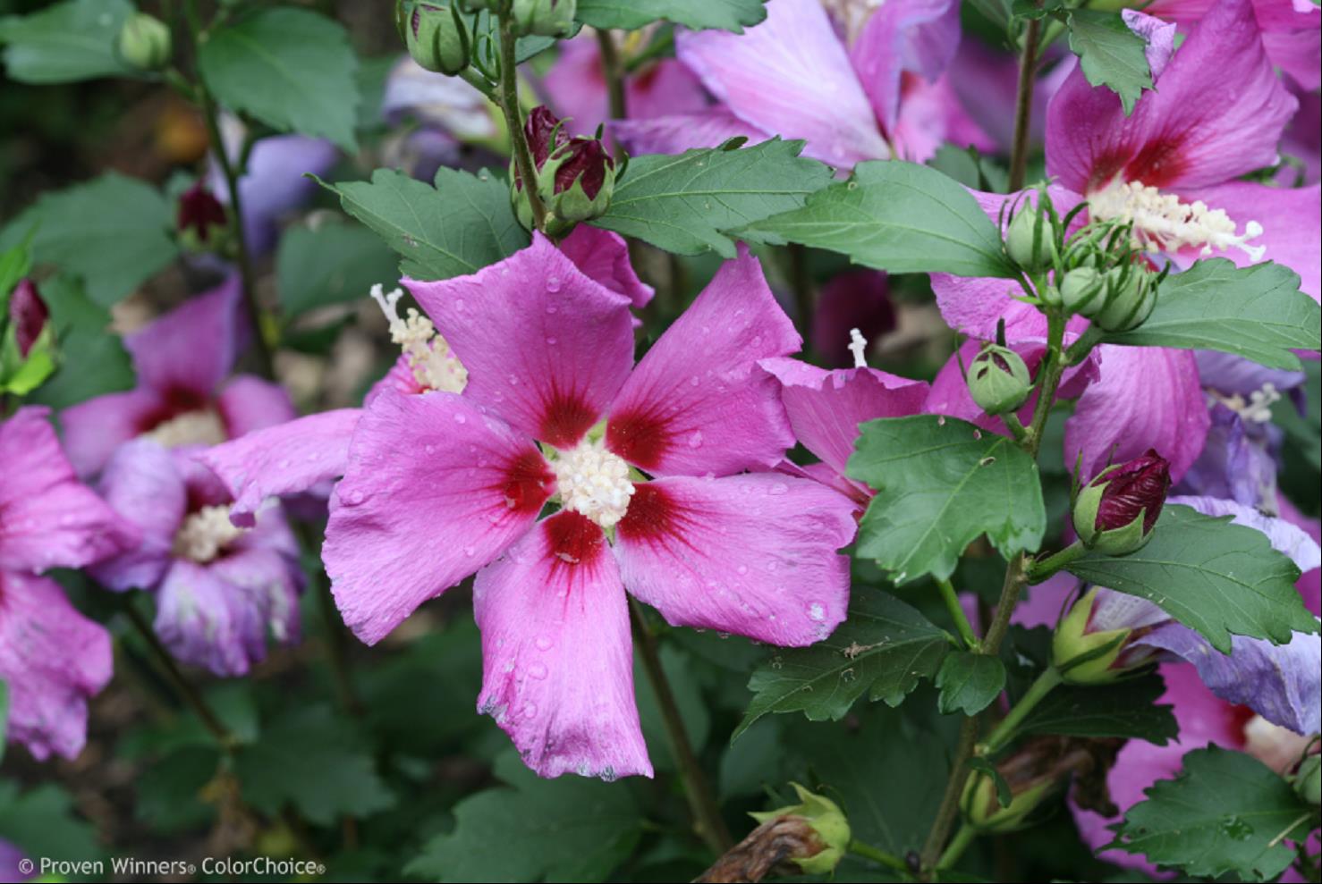 HIBISCUS S. PURPLE SATIN.jpg