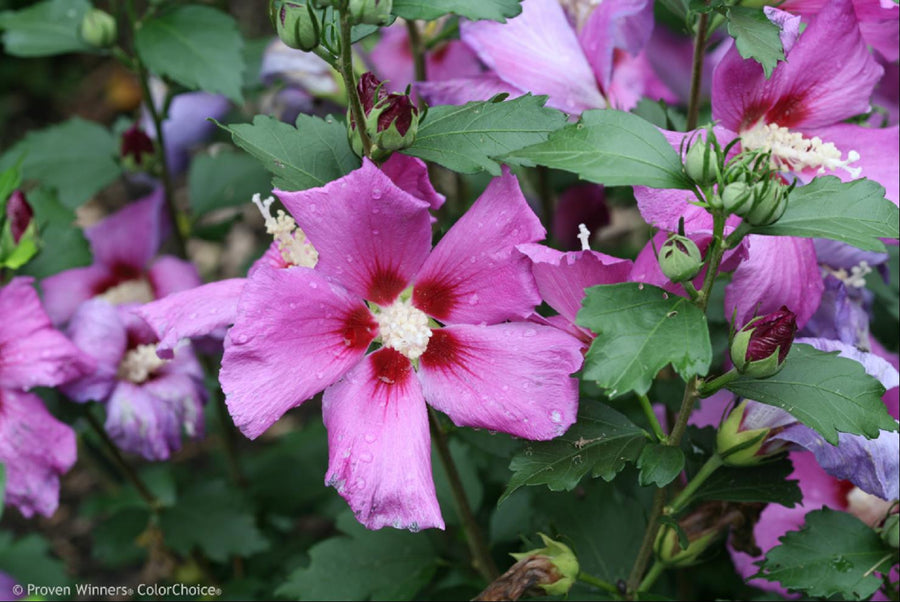 HIBISCUS S. PURPLE SATIN.jpg
