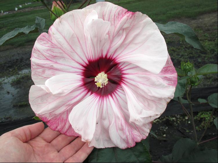 HIBISCUS X SUMMER. CHERRY CHEESECAKE.jpg