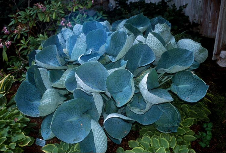 HOSTA ABIQUA DRINKING GOURD.jpg