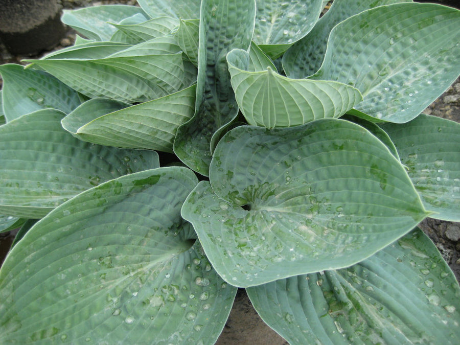 HOSTA BIG DADDY 2.jpg