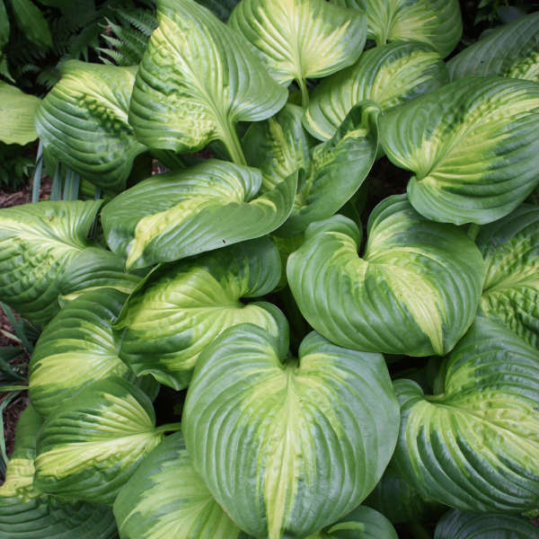 HOSTA'CATHEDRALWINDOWS'.jpg