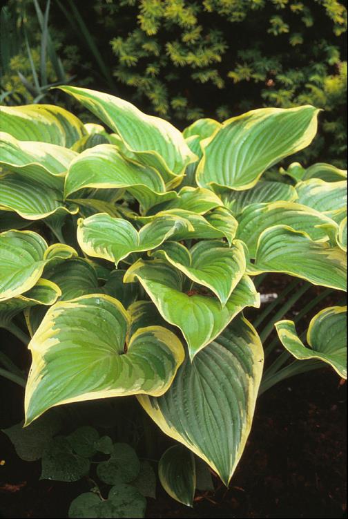 HOSTA VICTORY.jpg